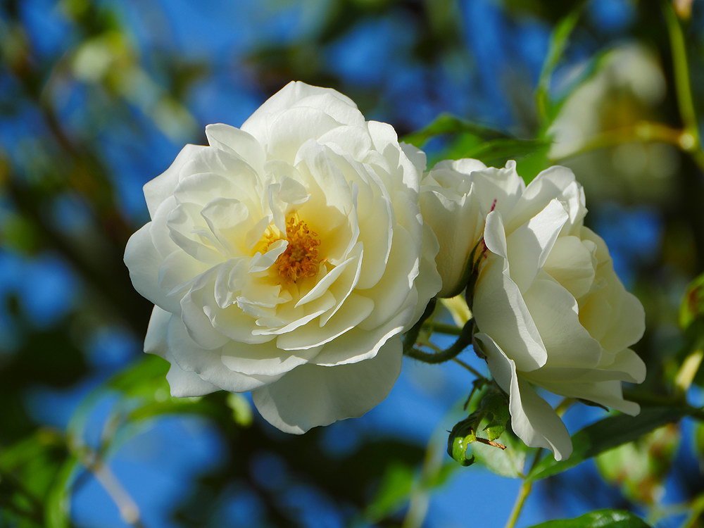 zur &Uuml;bersicht Bl&uuml;tentr&auml;ume 16