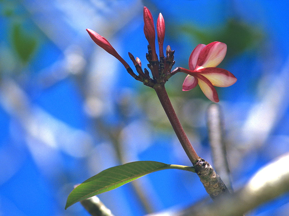 zur &Uuml;bersicht Bl&uuml;tentr&auml;ume 16