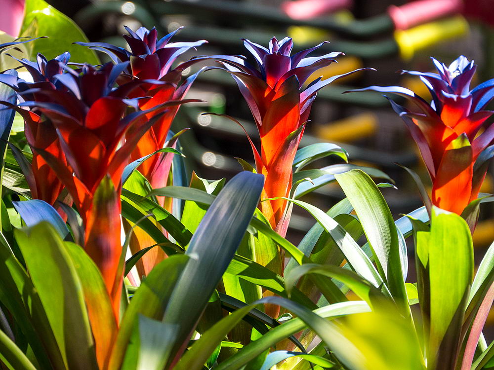 zur &Uuml;bersicht Bl&uuml;tentr&auml;ume 16