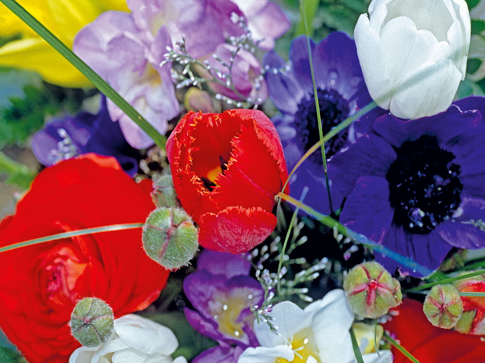 zur &Uuml;bersicht Bl&uuml;tentr&auml;ume 16