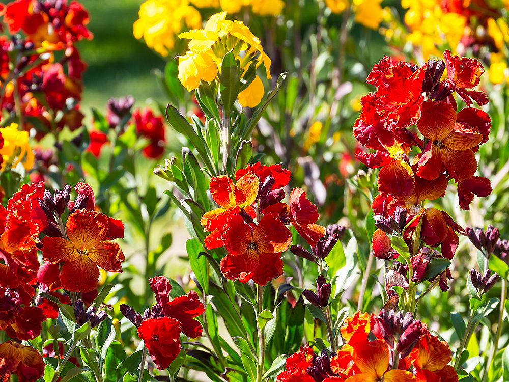 zur &Uuml;bersicht Bl&uuml;tentr&auml;ume 16