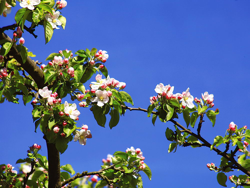 zur &Uuml;bersicht Bl&uuml;tentr&auml;ume 16
