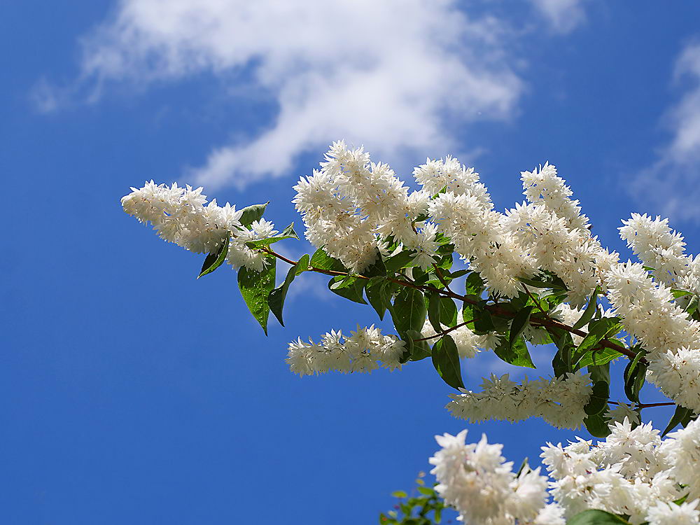 zur &Uuml;bersicht Bl&uuml;tentr&auml;ume 16