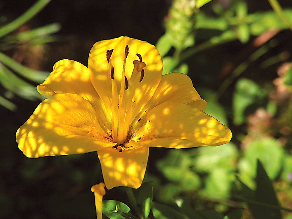 zur &Uuml;bersicht Bl&uuml;tentr&auml;ume 17