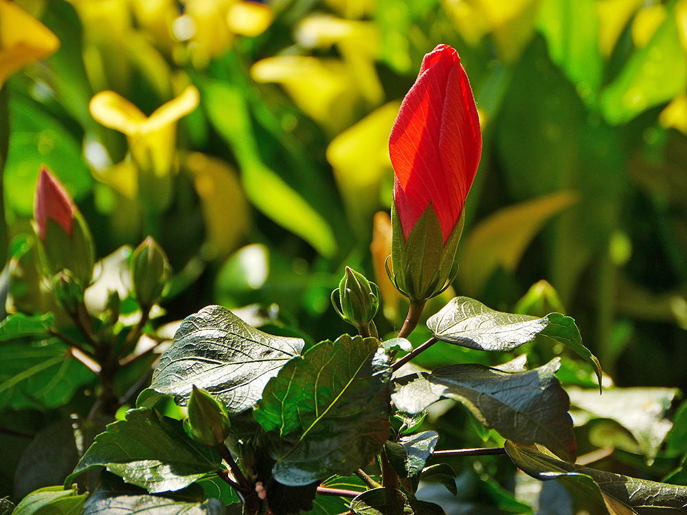 zur &Uuml;bersicht Bl&uuml;tentr&auml;ume 17