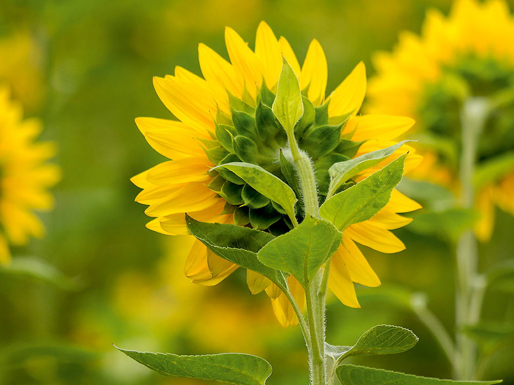 zur &Uuml;bersicht Bl&uuml;tentr&auml;ume 17