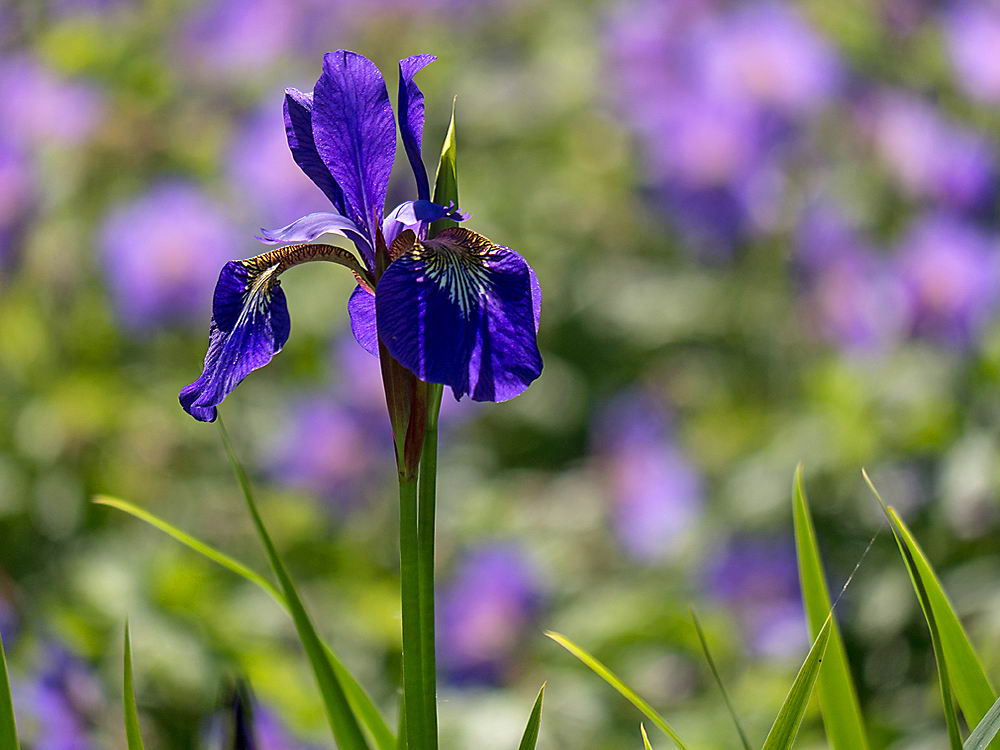 zur &Uuml;bersicht Bl&uuml;tentr&auml;ume 17