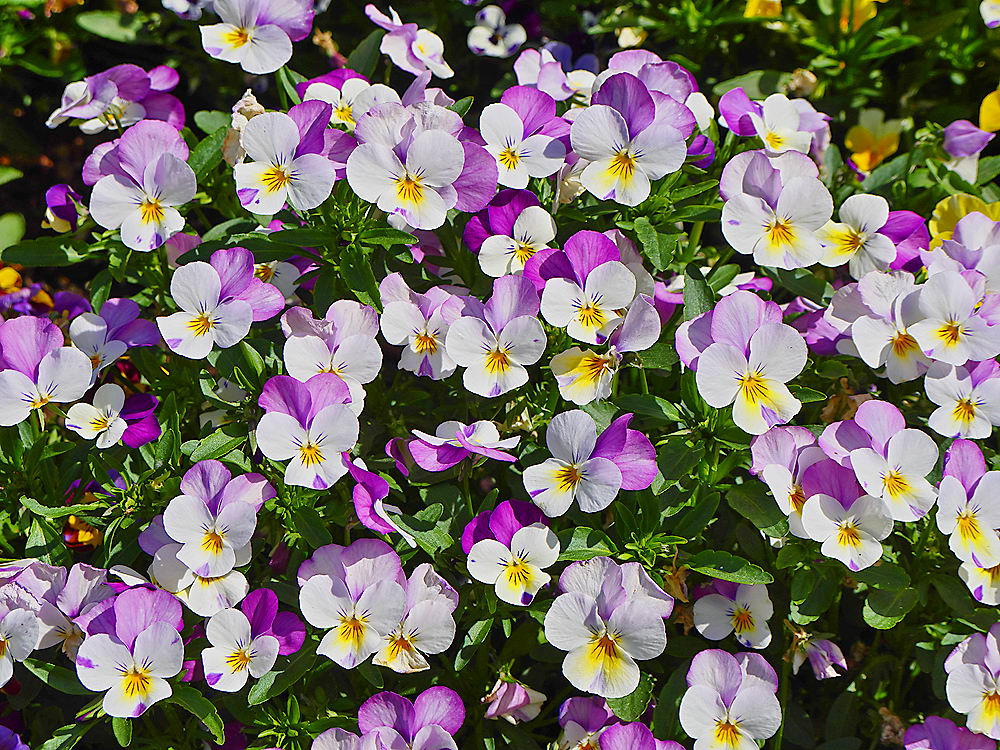 zur &Uuml;bersicht Bl&uuml;tentr&auml;ume 17