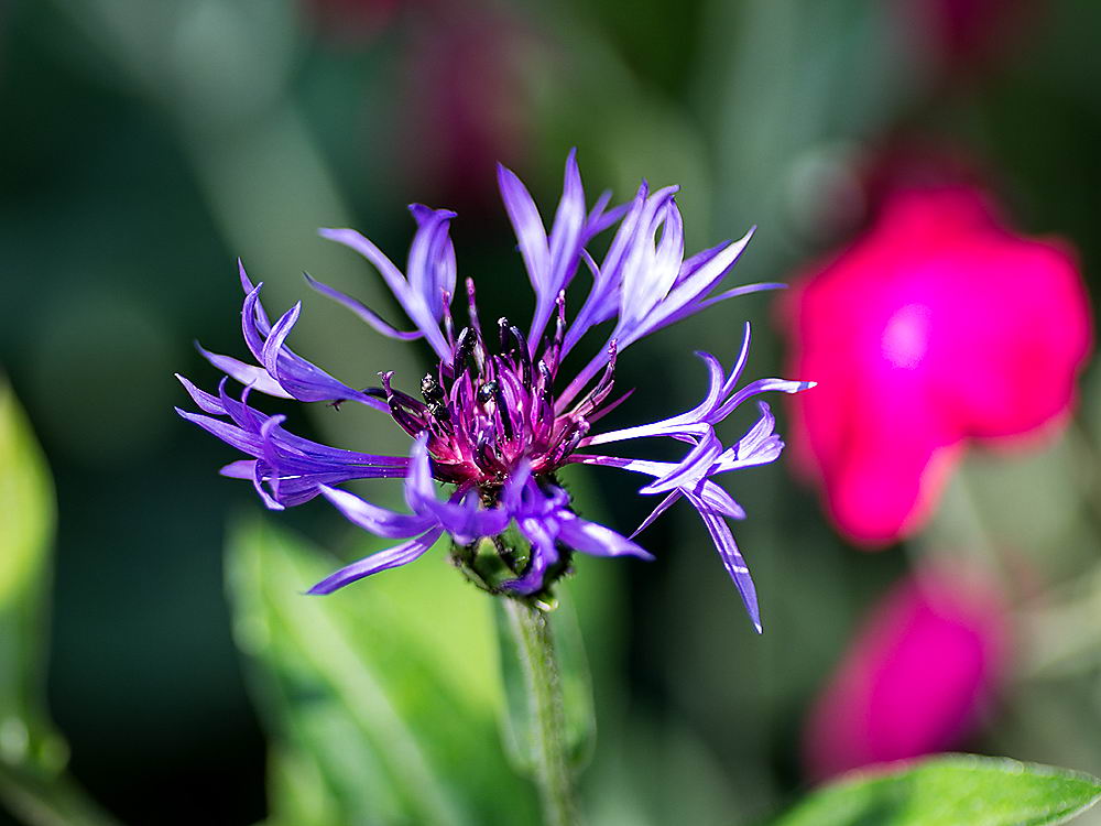 zur &Uuml;bersicht Bl&uuml;tentr&auml;ume 17