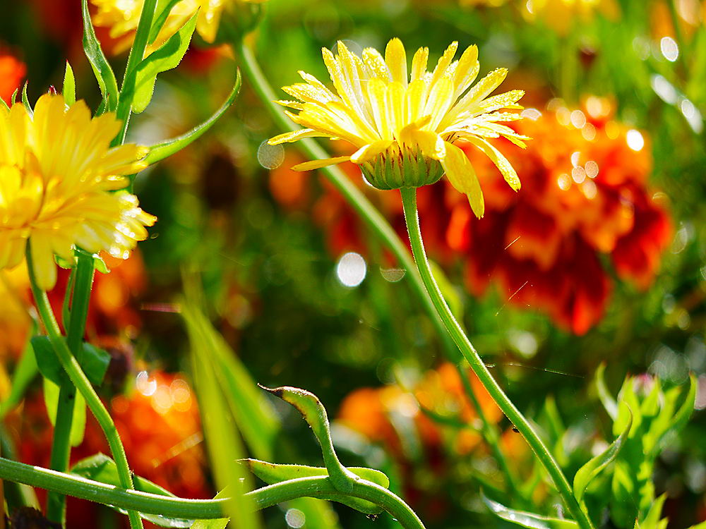 zur &Uuml;bersicht Bl&uuml;tentr&auml;ume 17