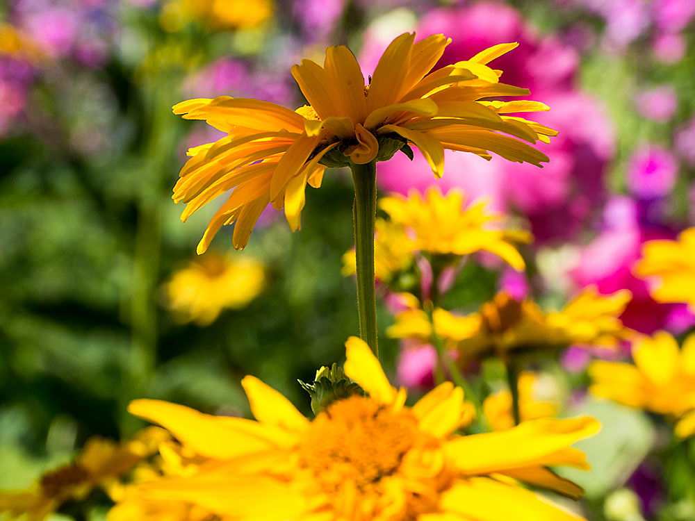 zur &Uuml;bersicht Bl&uuml;tentr&auml;ume 17