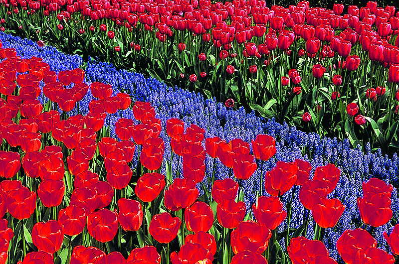 zur &Uuml;bersicht Blumenteppiche