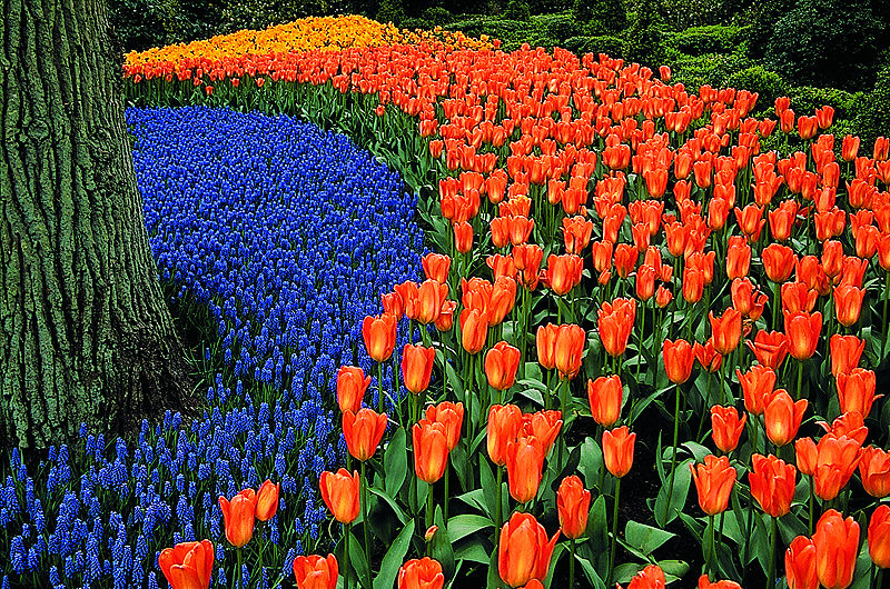 zur &Uuml;bersicht Blumenteppiche