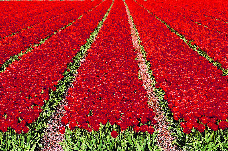 zur &Uuml;bersicht Blumenteppiche