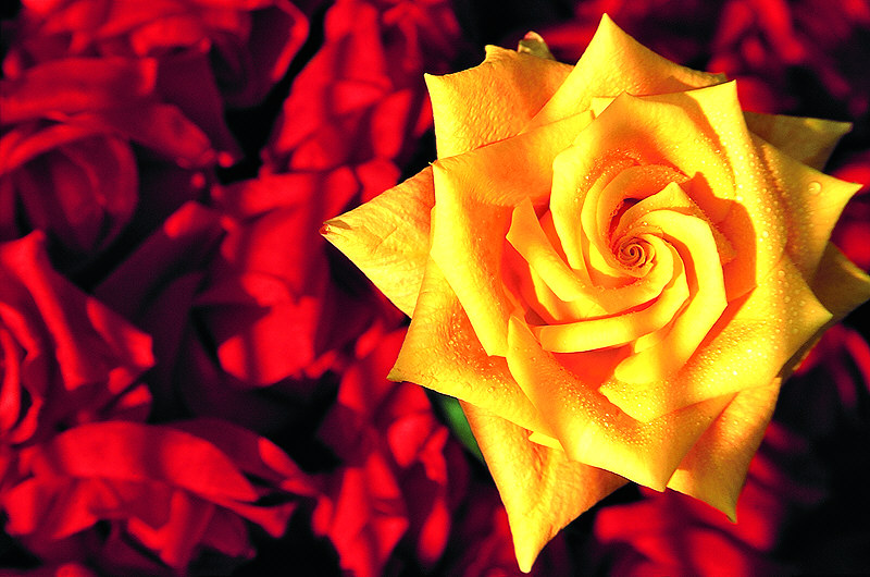 zur &Uuml;bersicht Rosen