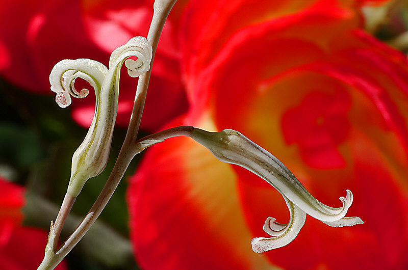 zur &Uuml;bersicht Bl&uuml;tentr&auml;ume 6