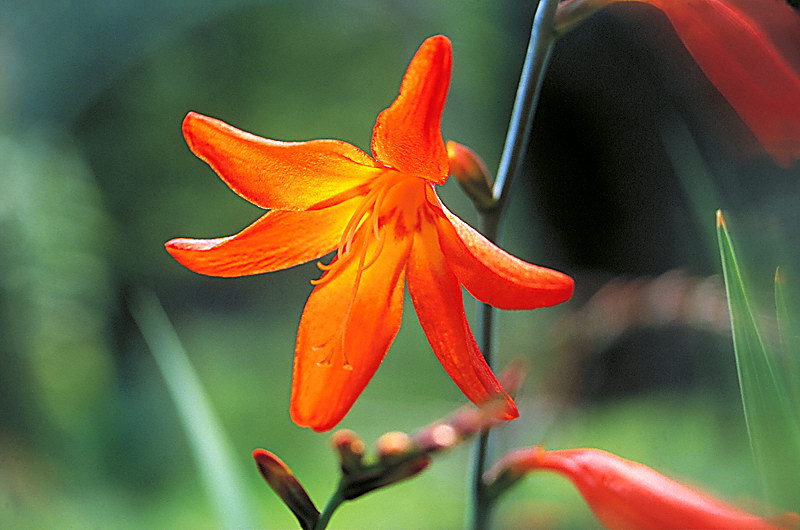 zur &Uuml;bersicht Bl&uuml;tentr&auml;ume 6