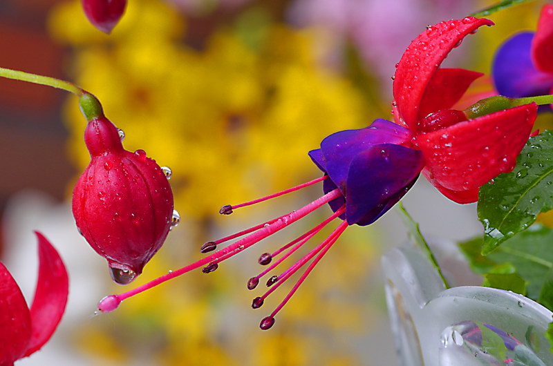 zur &Uuml;bersicht Bl&uuml;tentr&auml;ume 6