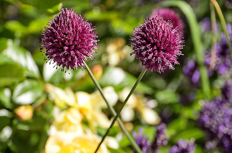 zur &Uuml;bersicht Bl&uuml;tentr&auml;ume 6