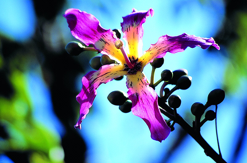 zur &Uuml;bersicht Bl&uuml;tentr&auml;ume 6