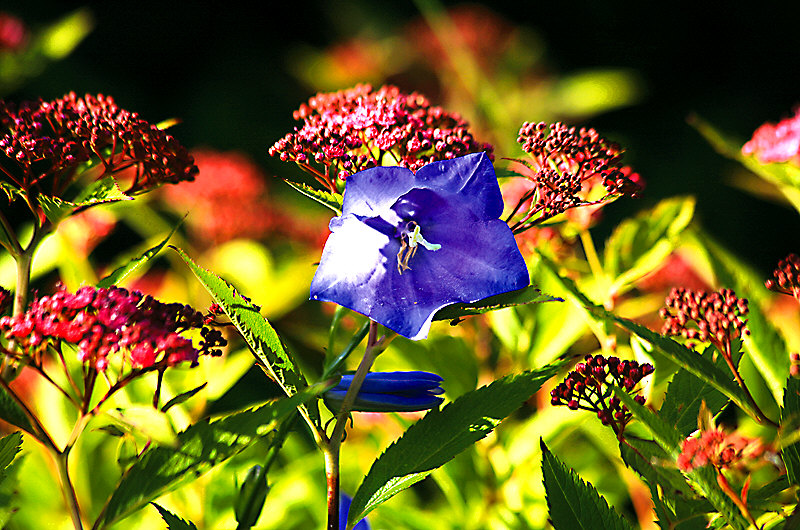 zur &Uuml;bersicht Bl&uuml;tentr&auml;ume 6