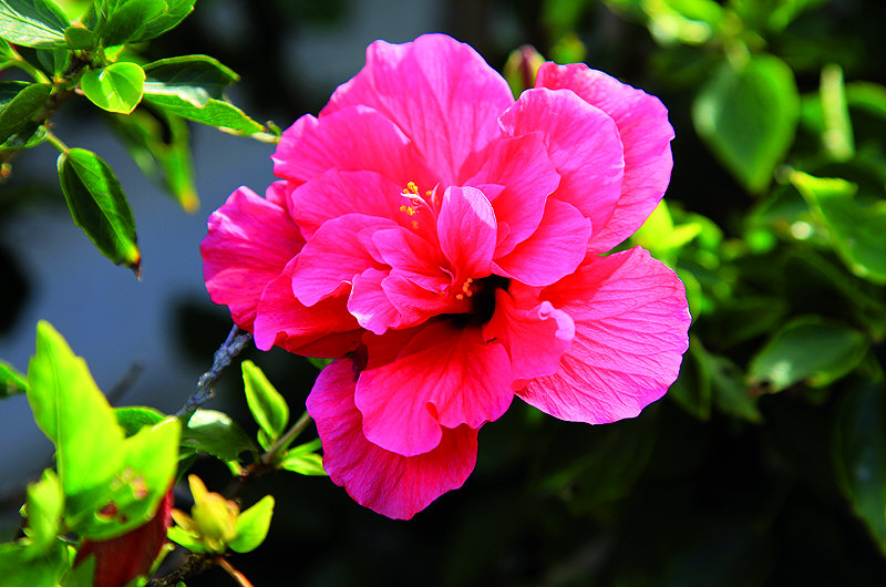 zur &Uuml;bersicht Bl&uuml;tentr&auml;ume 6