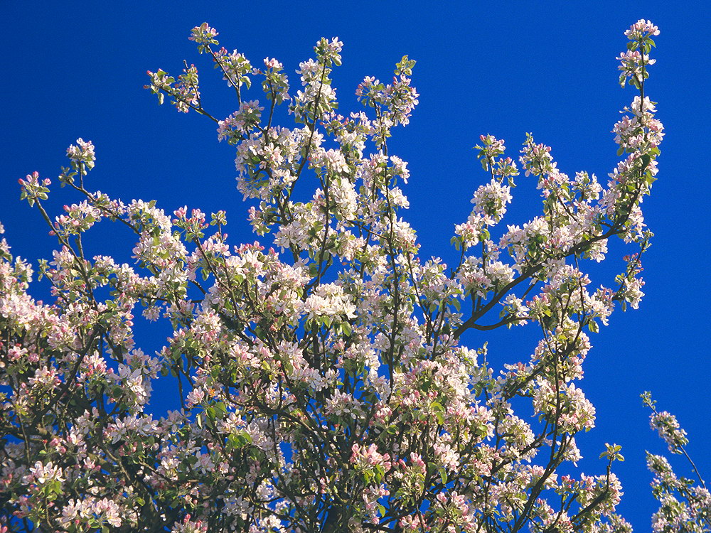 zur &Uuml;bersicht Bl&uuml;tentr&auml;ume 7