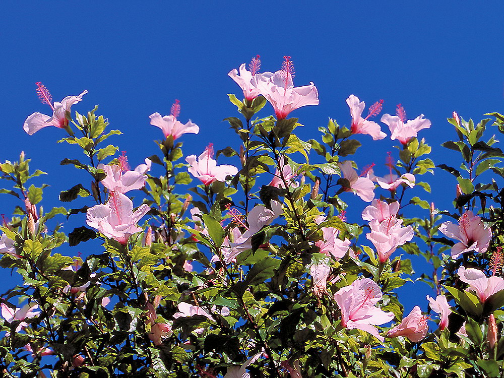 zur &Uuml;bersicht Bl&uuml;tentr&auml;ume 7