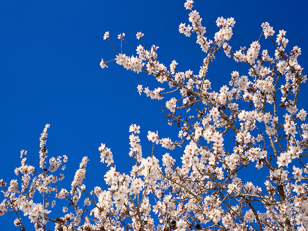 zur &Uuml;bersicht Bl&uuml;tentr&auml;ume 7