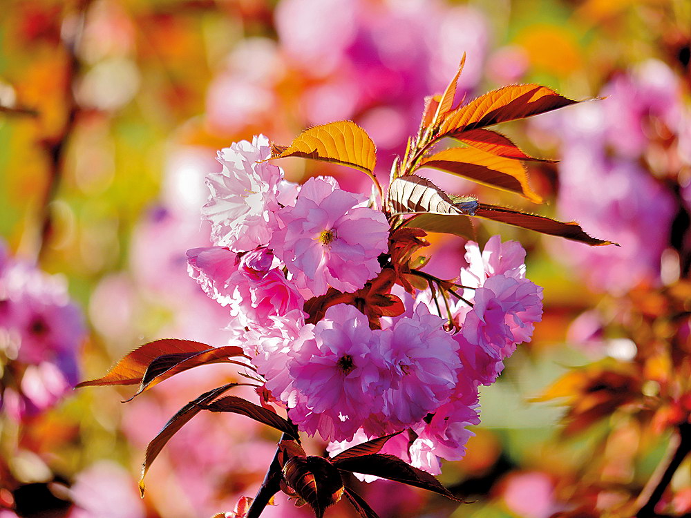 zur &Uuml;bersicht Bl&uuml;tentr&auml;ume 7