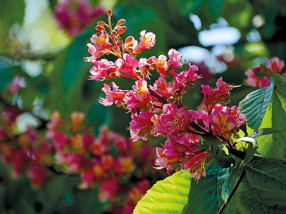 zur &Uuml;bersicht Bl&uuml;tentr&auml;ume 7