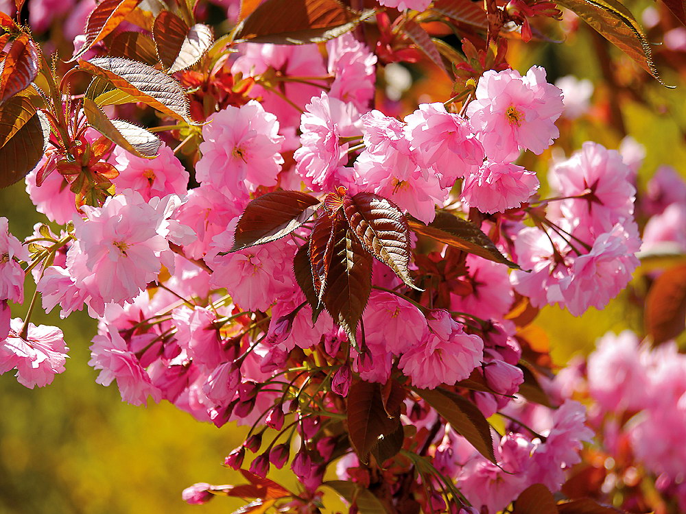 zur &Uuml;bersicht Bl&uuml;tentr&auml;ume 7