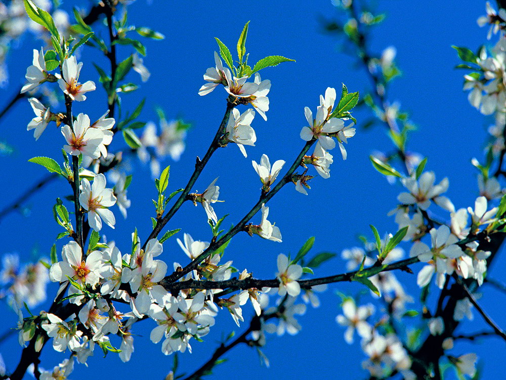 zur &Uuml;bersicht Bl&uuml;tentr&auml;ume 7