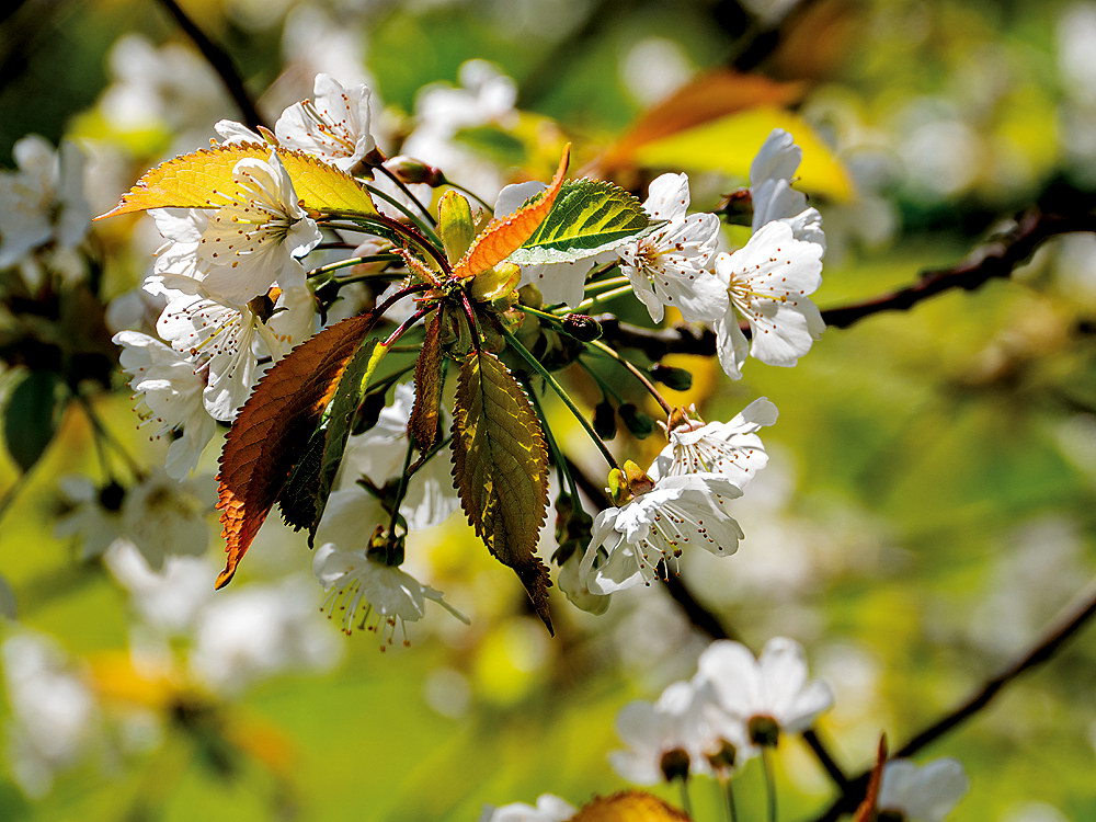 zur &Uuml;bersicht Bl&uuml;tentr&auml;ume 7