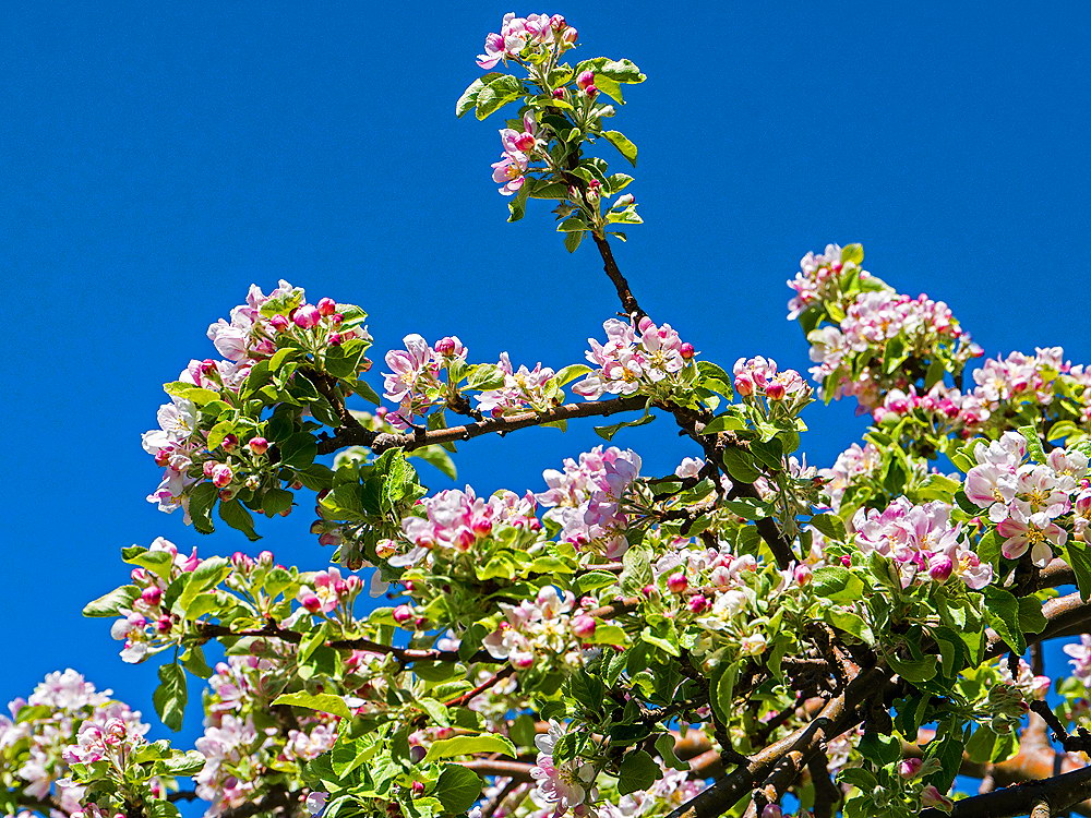 zur &Uuml;bersicht Bl&uuml;tentr&auml;ume 7