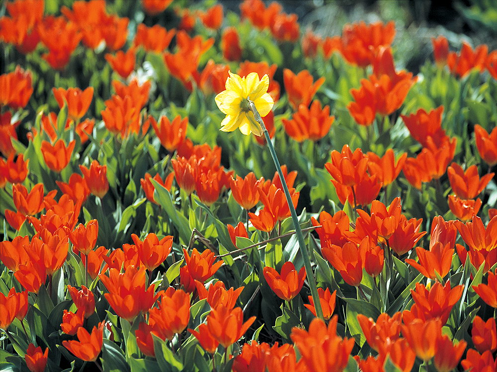 zur &Uuml;bersicht Bl&uuml;tentr&auml;ume 8