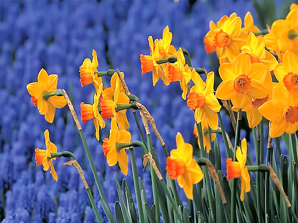 zur &Uuml;bersicht Bl&uuml;tentr&auml;ume 8