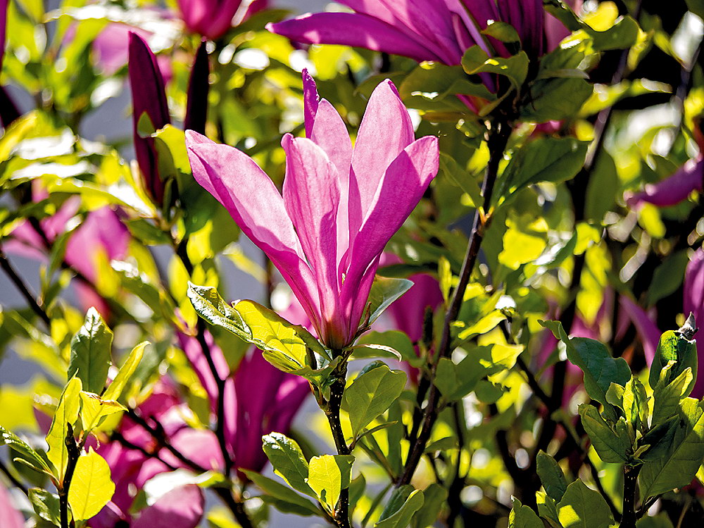 zur &Uuml;bersicht Bl&uuml;tentr&auml;ume 8