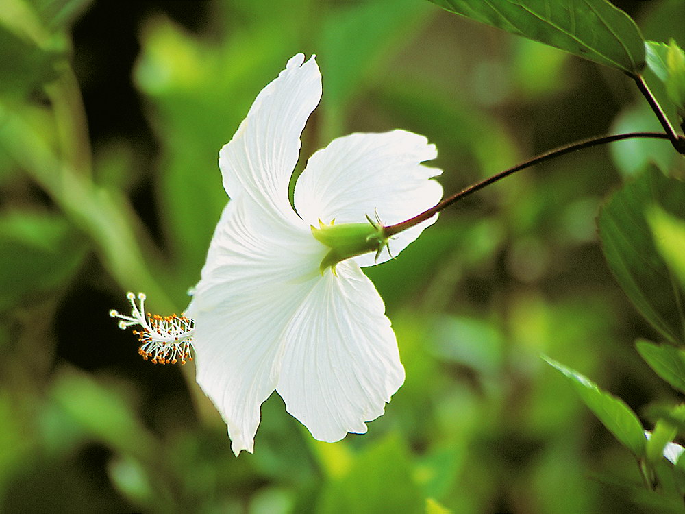 zur &Uuml;bersicht Bl&uuml;tentr&auml;ume 8