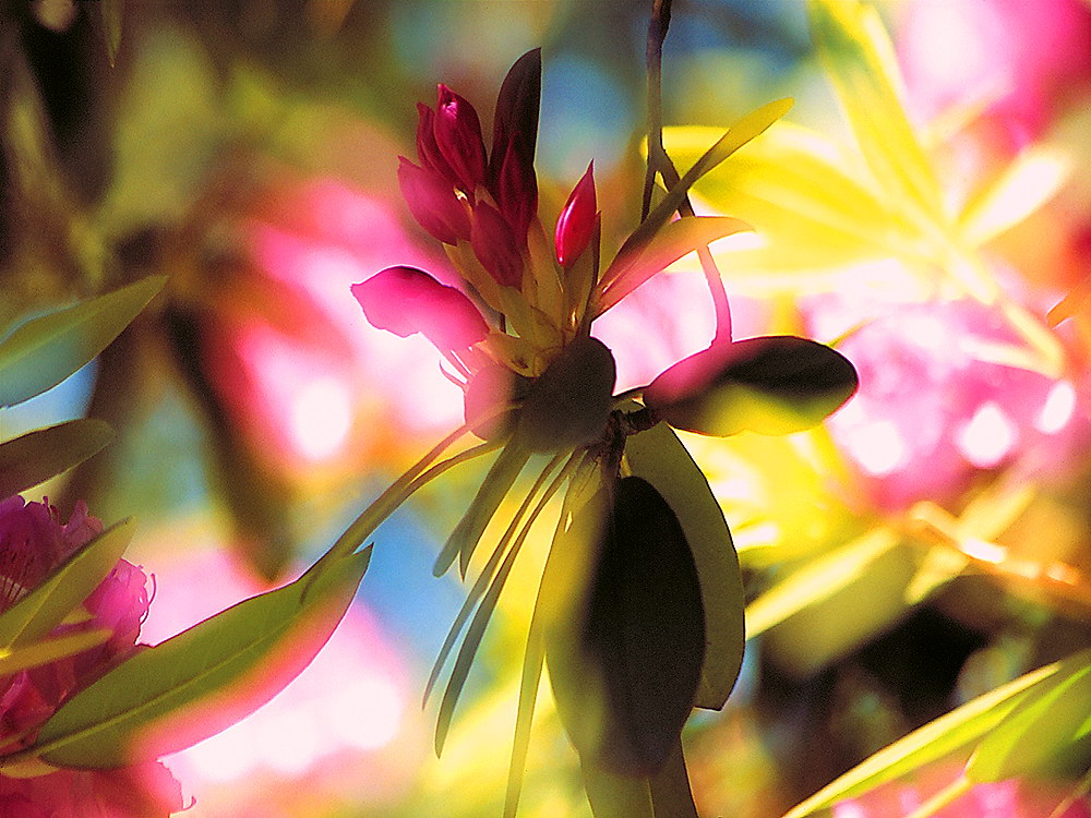 zur &Uuml;bersicht Bl&uuml;tentr&auml;ume 8