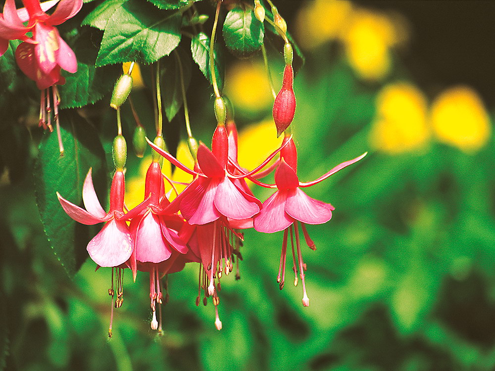 zur &Uuml;bersicht Bl&uuml;tentr&auml;ume 8