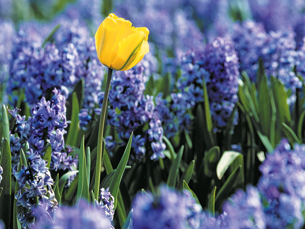 zur &Uuml;bersicht Bl&uuml;tentr&auml;ume 8