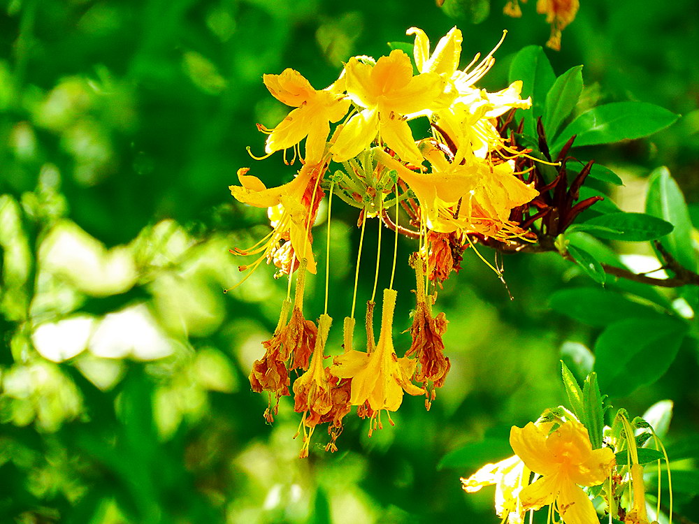 zur &Uuml;bersicht Bl&uuml;tentr&auml;ume 8