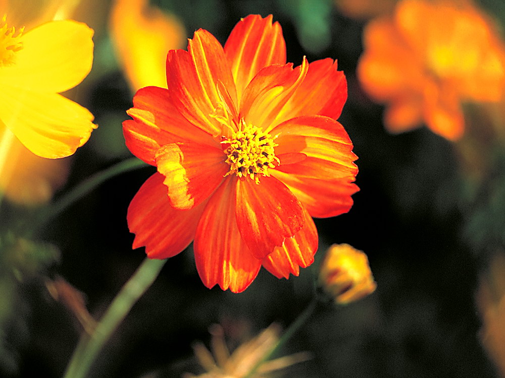 zur &Uuml;bersicht Bl&uuml;tentr&auml;ume 9