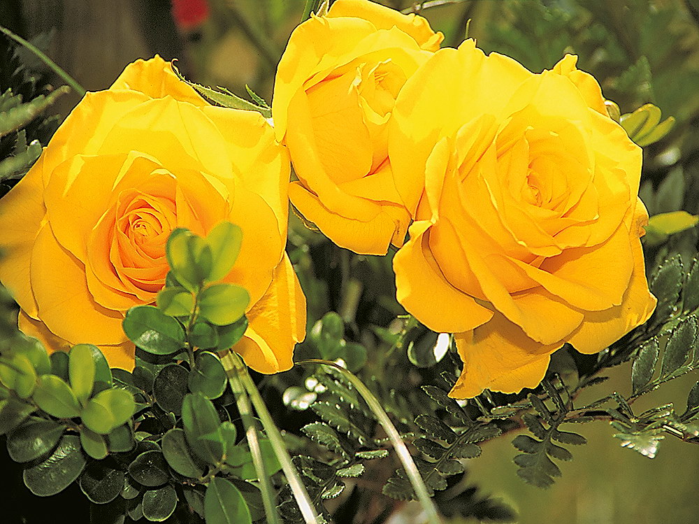 zur &Uuml;bersicht Bl&uuml;tentr&auml;ume 9