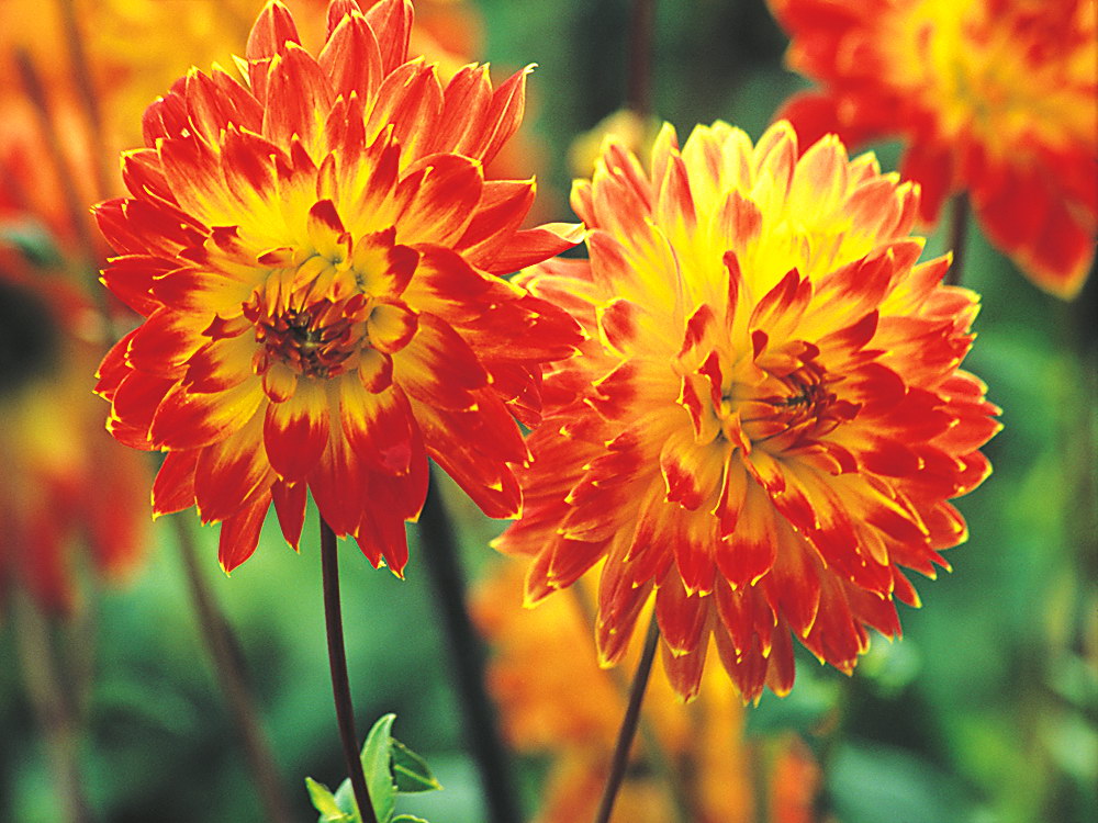 zur &Uuml;bersicht Bl&uuml;tentr&auml;ume 9