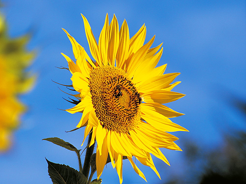 zur &Uuml;bersicht Bl&uuml;tentr&auml;ume 9