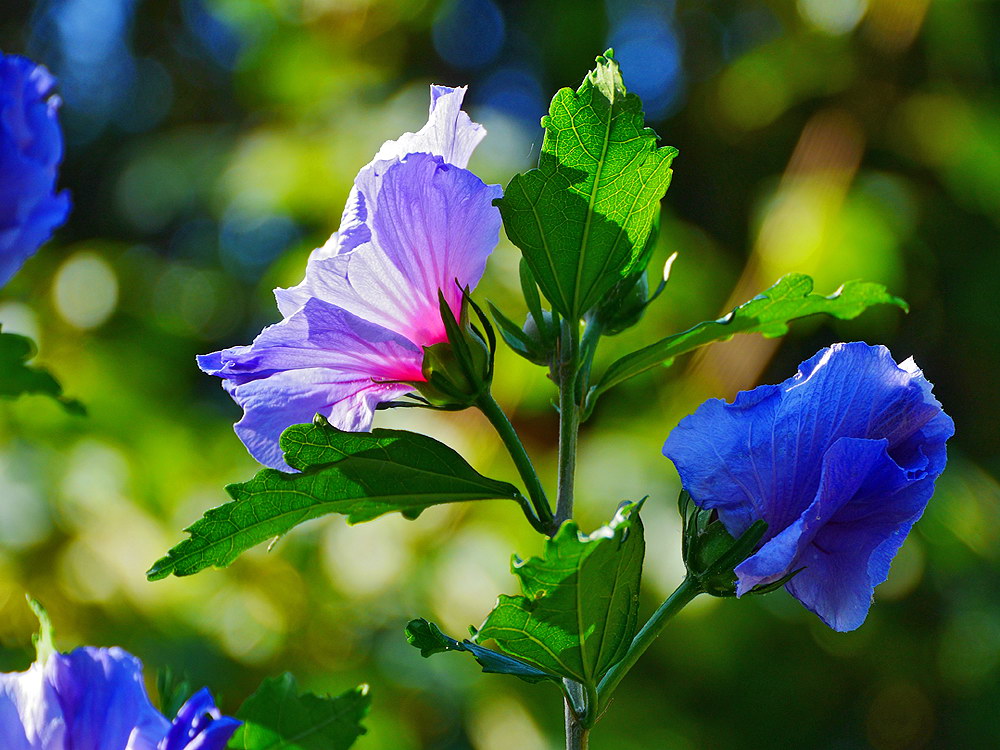zur &Uuml;bersicht Bl&uuml;tentr&auml;ume 9
