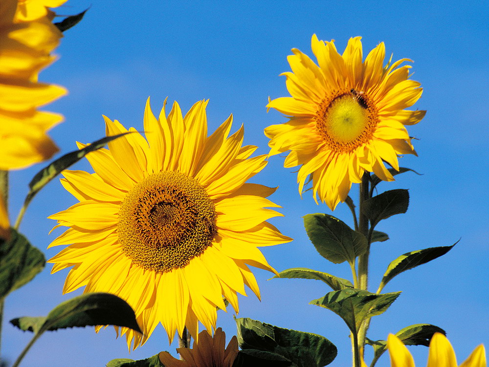 zur &Uuml;bersicht Bl&uuml;tentr&auml;ume 9