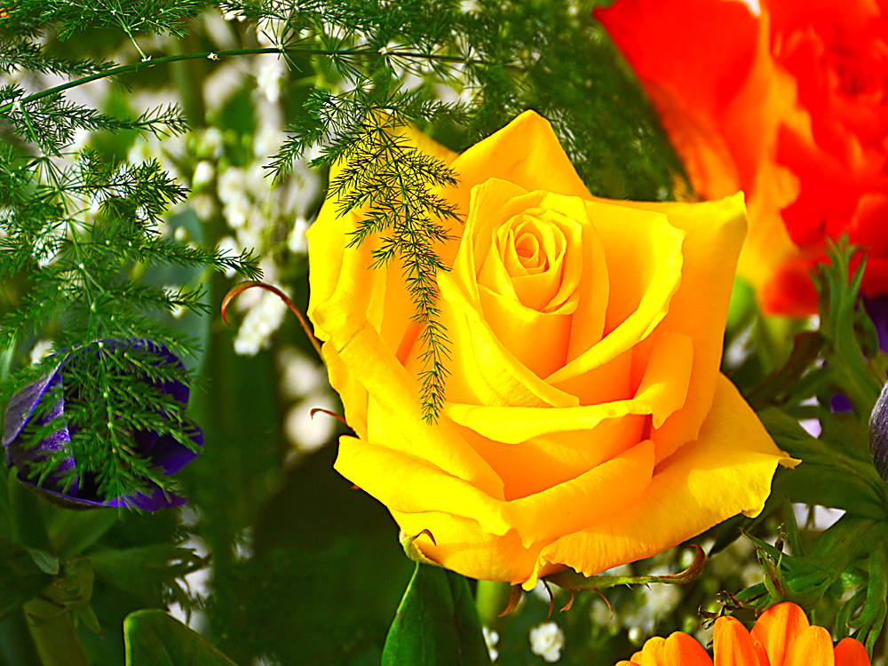 zur &Uuml;bersicht Bl&uuml;tentr&auml;ume 9